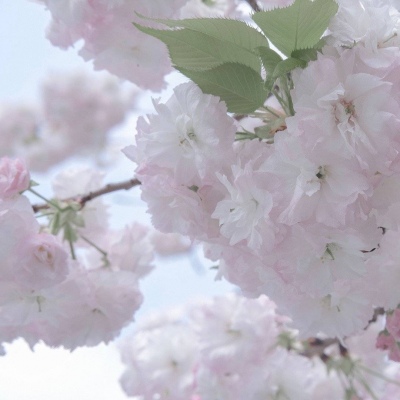 兽设写实风格绘画福瑞交流群